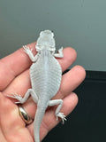 #974 male, hypo, leatherback, zero