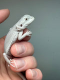#974 male, hypo, leatherback, zero