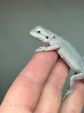 #974 male, hypo, leatherback, zero