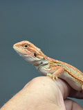 Photo 3 of red hypo, possible het trans, 25% Red Monster bearded dragon