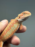 Photo 2 of red hypo, possible het trans, 25% Red Monster bearded dragon