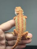 red hypo, possible het trans, 25% Red Monster bearded dragon