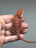red possible het hypo, 50% Red Monster bearded dragon