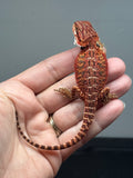 Photo 4 of red possible het hypo, 50% Red Monster bearded dragon
