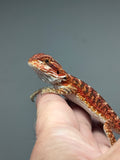 Photo 3 of red possible het hypo, 50% Red Monster bearded dragon
