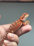 Photo 2 of red possible het hypo, 50% Red Monster bearded dragon