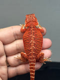 red possible het hypo, possible het Witblits, 50% Red Monster bearded dragon