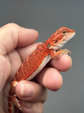 Photo 2 of red possible het hypo, possible het Witblits, 50% Red Monster bearded dragon