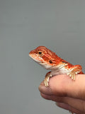 Photo 3 of red possible het hypo, possible het Witblits, 50% Red Monster bearded dragon
