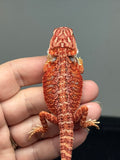 red hypo, 50% Red Monster bearded dragon