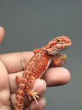 Photo 2 of red hypo, 50% Red Monster bearded dragon