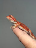 Photo 3 of red hypo, 50% Red Monster bearded dragon