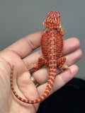 Photo 4 of red hypo, 50% Red Monster bearded dragon