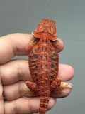 red trans, possible het hypo, 50% Red Monster bearded dragon