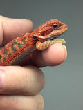 Photo 2 of red trans, possible het hypo, 50% Red Monster bearded dragon