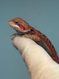 Photo 3 of red trans, possible het hypo, 50% Red Monster bearded dragon