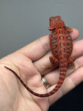 Photo 4 of red trans, possible het hypo, 50% Red Monster bearded dragon