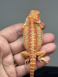 red hypo, citrus, possible het trans, 25% Red Monster bearded dragon