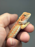 Photo 2 of red hypo, citrus, possible het trans, 25% Red Monster bearded dragon