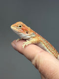 Photo 3 of red hypo, citrus, possible het trans, 25% Red Monster bearded dragon