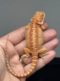 Photo 4 of red hypo, citrus, possible het trans, 25% Red Monster bearded dragon