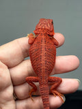 red hypo, trans, 50% Red Monster bearded dragon