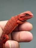 Photo 2 of red hypo, trans, 50% Red Monster bearded dragon