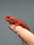 Photo 3 of red hypo, trans, 50% Red Monster bearded dragon