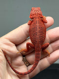 Photo 4 of red hypo, trans, 50% Red Monster bearded dragon