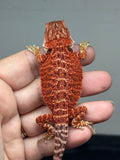 red possible het hypo, possible het Witblits, 50% Red Monster bearded dragon