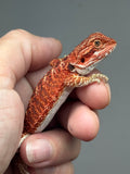 Photo 2 of red possible het hypo, possible het Witblits, 50% Red Monster bearded dragon