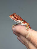 Photo 3 of red possible het hypo, possible het Witblits, 50% Red Monster bearded dragon