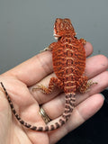 Photo 4 of red possible het hypo, possible het Witblits, 50% Red Monster bearded dragon