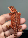 red possible het hypo, possible het Witblits, 50% Red Monster bearded dragon