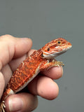 Photo 2 of red possible het hypo, possible het Witblits, 50% Red Monster bearded dragon