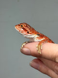 Photo 3 of red possible het hypo, possible het Witblits, 50% Red Monster bearded dragon