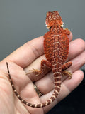 Photo 4 of red possible het hypo, possible het Witblits, 50% Red Monster bearded dragon