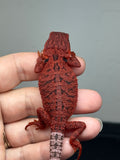 red trans, possible het hypo, 50% Red Monster bearded dragon