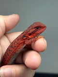 Photo 2 of red trans, possible het hypo, 50% Red Monster bearded dragon