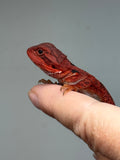 Photo 3 of red trans, possible het hypo, 50% Red Monster bearded dragon