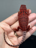 Photo 4 of red trans, possible het hypo, 50% Red Monster bearded dragon