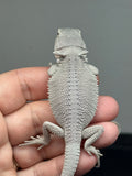 hypo, possible het Witblits, Zero bearded dragon