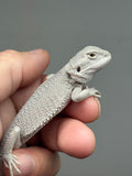 Photo 2 of hypo, possible het Witblits, Zero bearded dragon