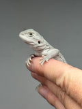 Photo 3 of hypo, possible het Witblits, Zero bearded dragon