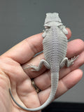 Photo 4 of hypo, possible het Witblits, Zero bearded dragon