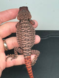 RM226 100% Red Monster, male, het hypo,leatherback