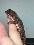 RM226 100% Red Monster, male, het hypo,leatherback