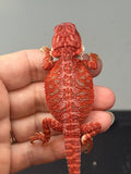 red hypo, possible het trans, 50% Red Monster bearded dragon