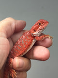 Photo 2 of red hypo, possible het trans, 50% Red Monster bearded dragon