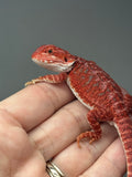 Photo 3 of red hypo, possible het trans, 50% Red Monster bearded dragon